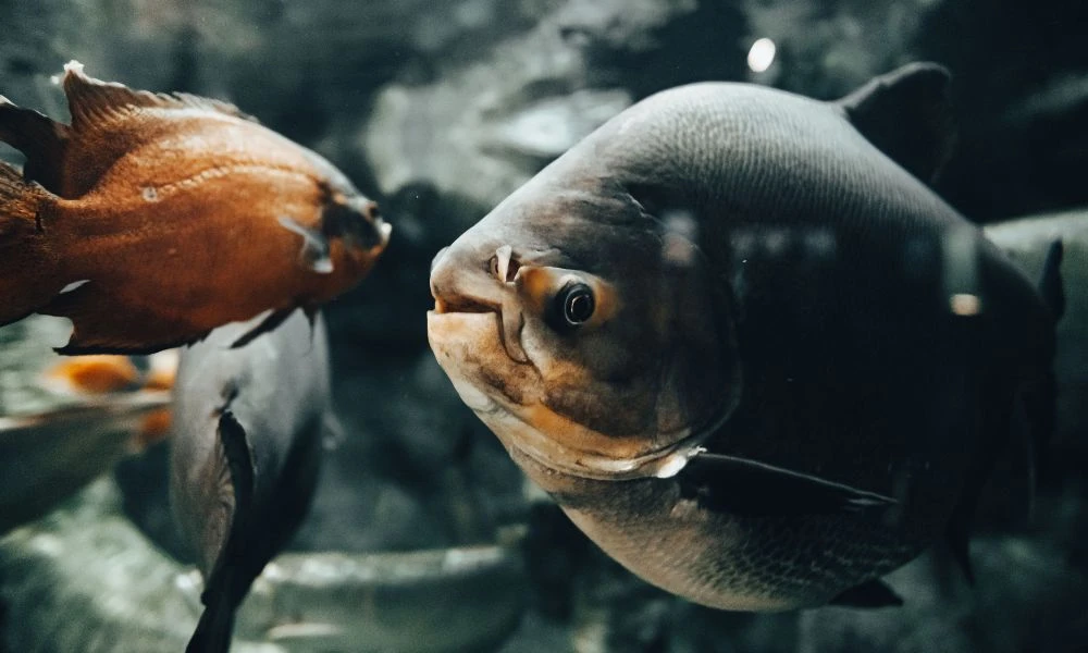 Grupo de peces.