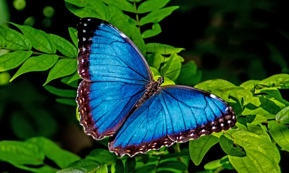 mariposa de color azul
