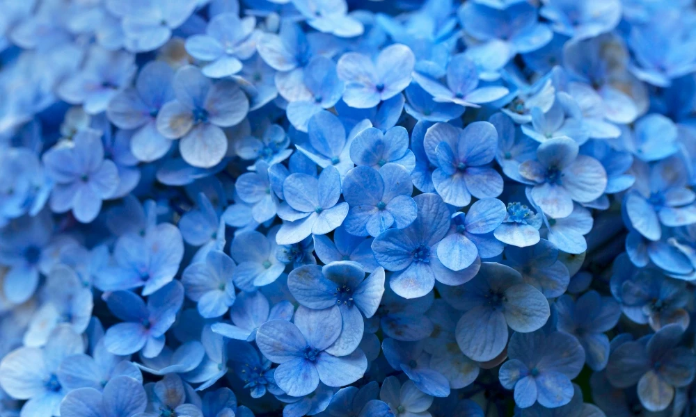 ¿Por qué el color azul es tan raro en la naturaleza?