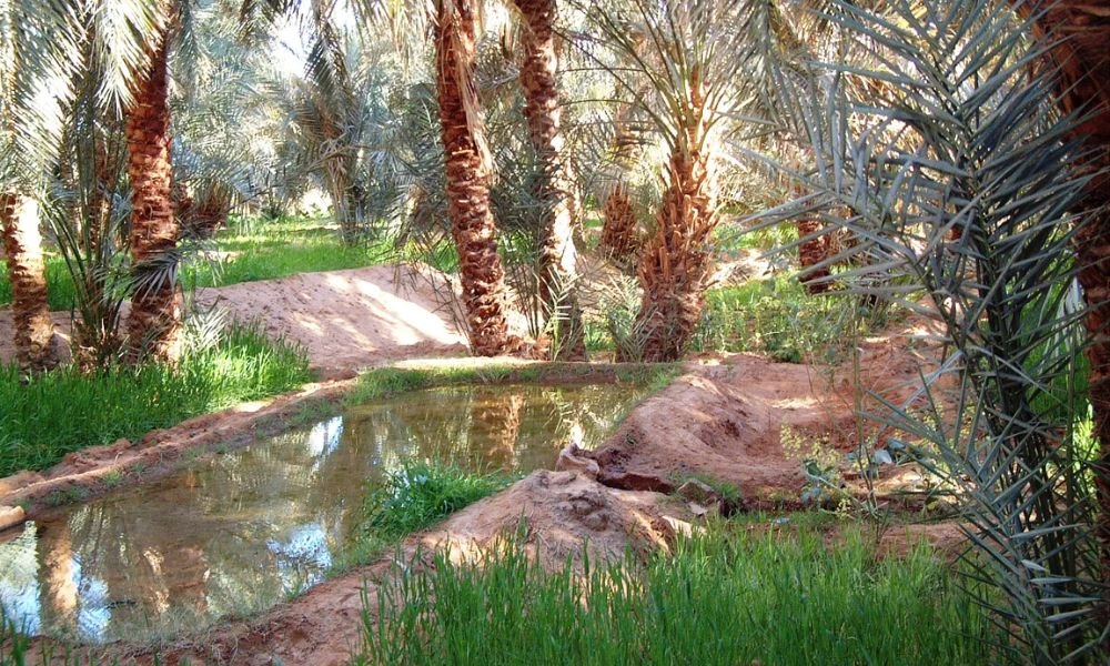 Oasis.