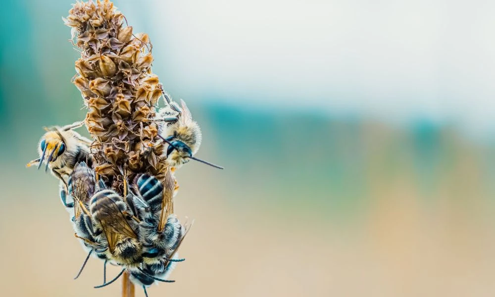 Abejas en una flor.