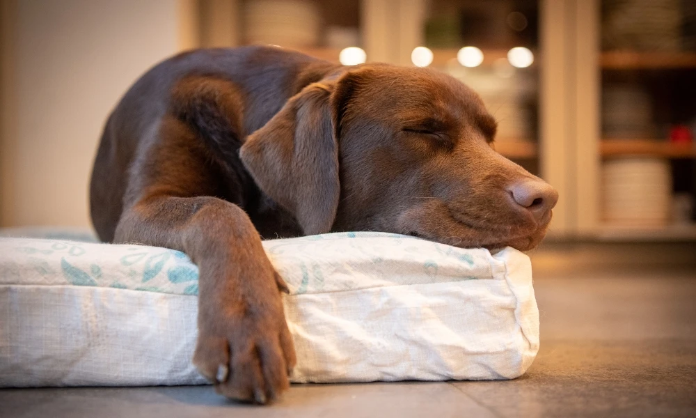 ¿Por qué los perros dan vueltas antes de acostarse?