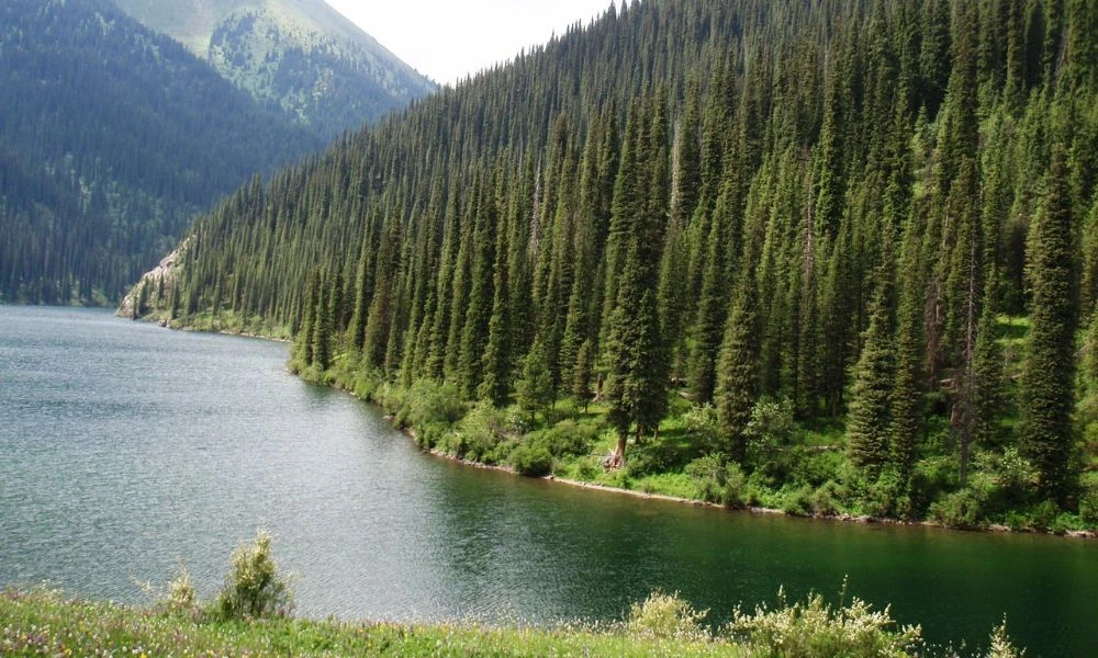 Bosque de un país sin salida al mar.