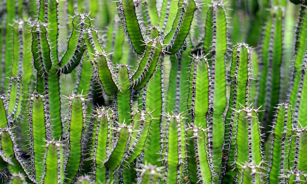 Vista a cactus.