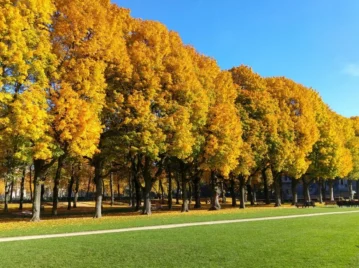 belgica