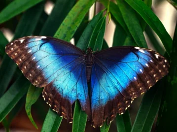 ¿Por qué el color azul es tan raro en la naturaleza?