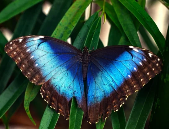 ¿Por qué el color azul es tan raro en la naturaleza?