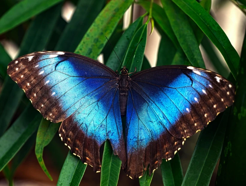 ¿Por qué el color azul es tan raro en la naturaleza?