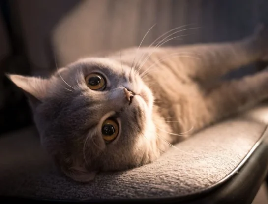 ¿Para qué sirven los bigotes de los gatos?