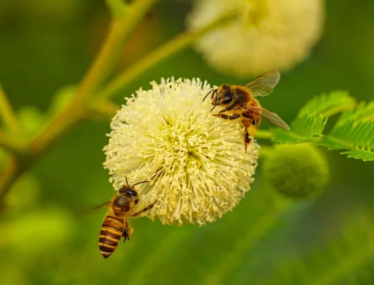 ¿Cómo se orientan las abejas para encontrar flores?