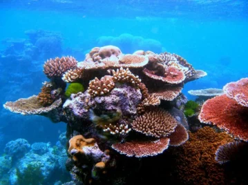 arrecifes-de-coral