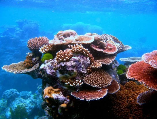 ¿Qué son los arrecifes de coral y por qué parecen ciudades submarinas?