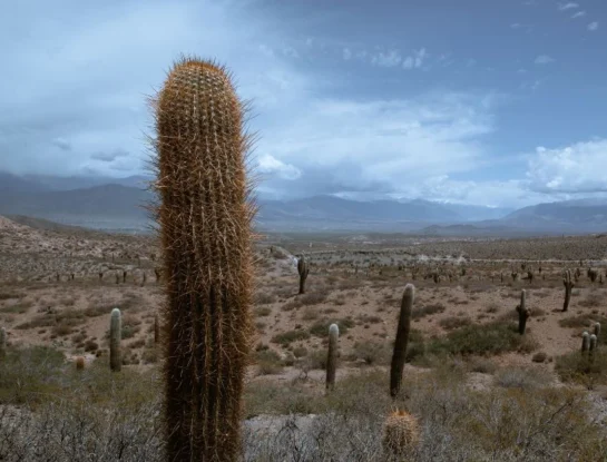 ¿Por qué los cactus pueden crecer en lugares tan secos?