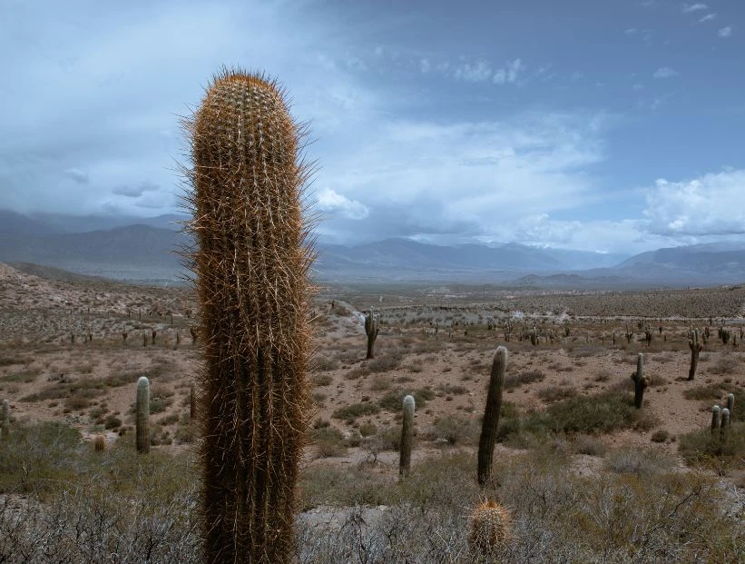 cactus