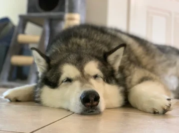 ¿Por qué los perros dan vueltas antes de acostarse?