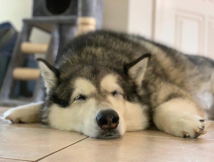¿Por qué los perros dan vueltas antes de acostarse?