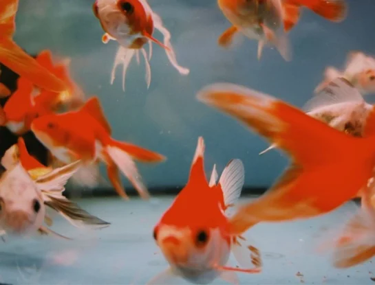 ¿Cómo respiran los peces bajo el agua?