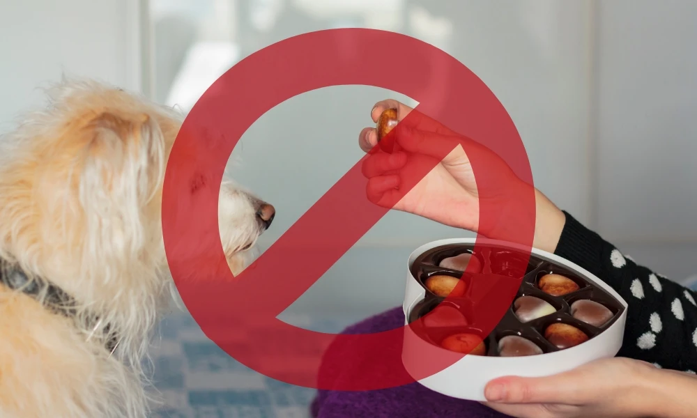 ¿Por qué los perros no pueden comer chocolate?