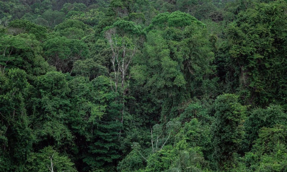 Selvas ecuatorianas.