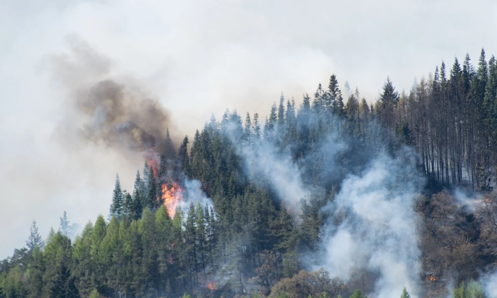 ¿Qué pasa con la tierra después de un incendio forestal?