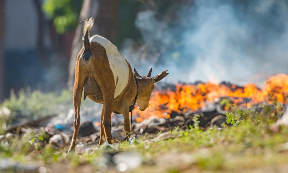 ¿Qué pasa con la tierra después de un incendio forestal?
