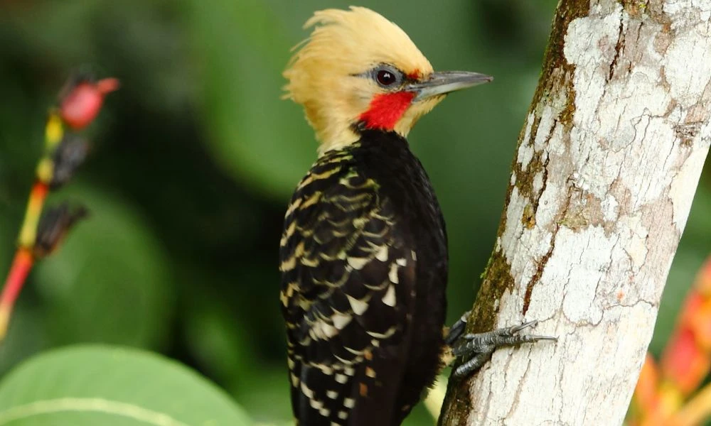 Aspecto del pájaro carpintero.