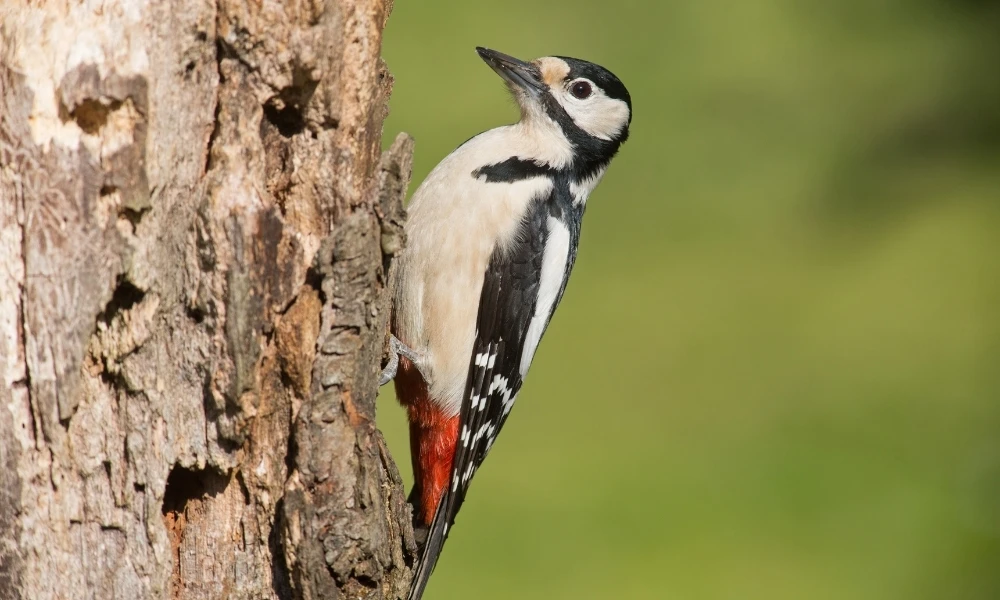 ¿Por qué el pájaro carpintero pica los árboles? Conocé el secreto detrás de los "toc, toc"