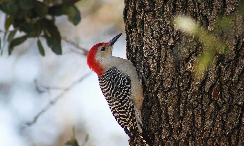 ¿Por qué el pájaro carpintero pica los árboles? Conocé el secreto detrás de los "toc, toc"