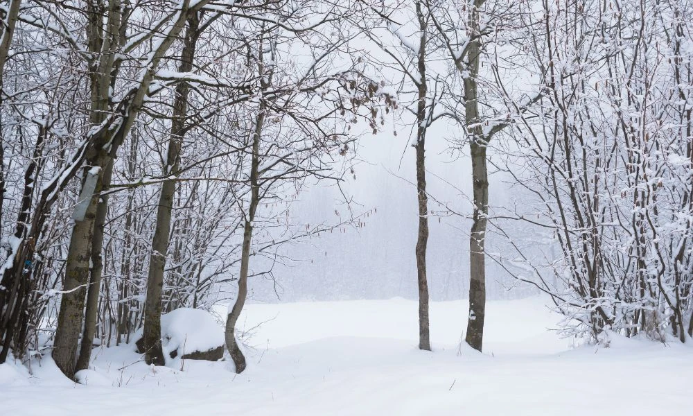 Paisaje de invierno.
