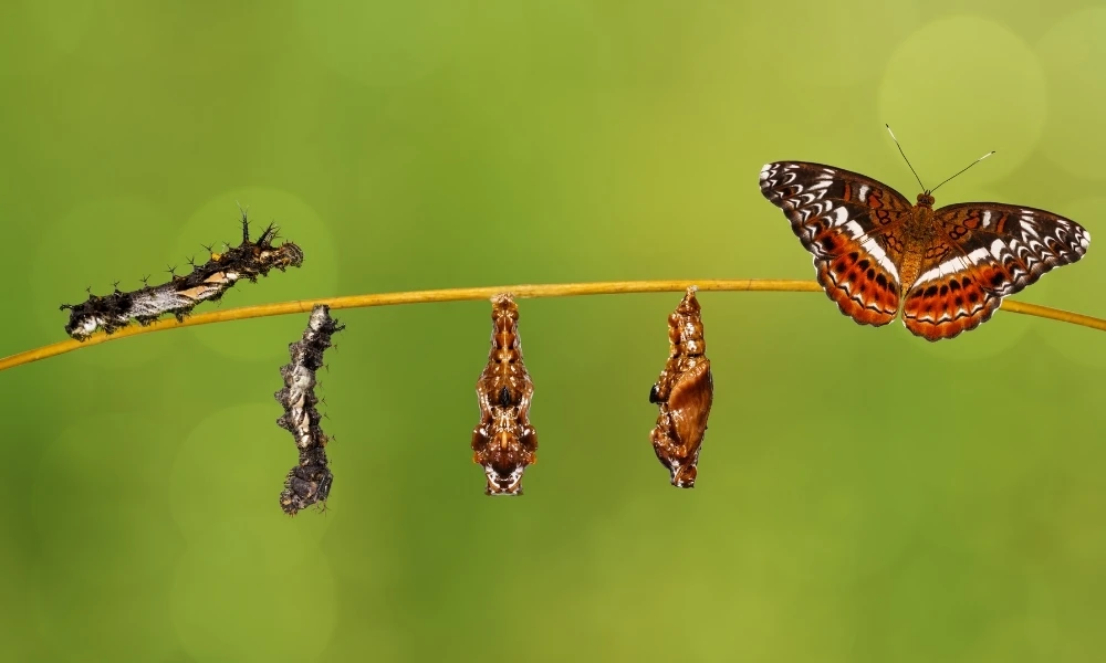 por qué las orugas se convierten en mariposa