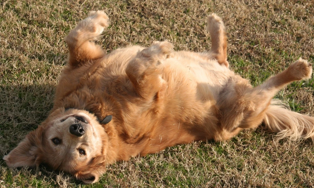 ¿Por qué los perros se ponen panza arriba?
