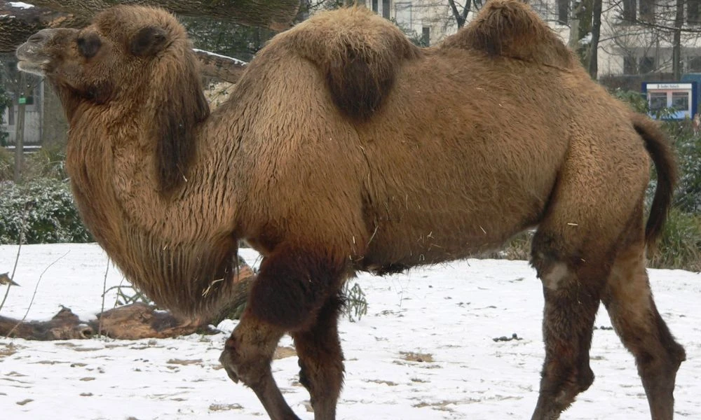 Aspecto de los camellos.