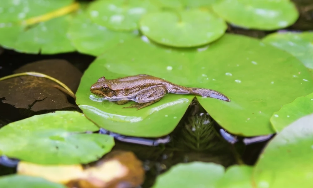metamorfosis de la rana
