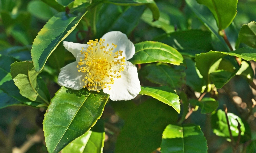 camellia sinensis, la planta de la que proviene el té