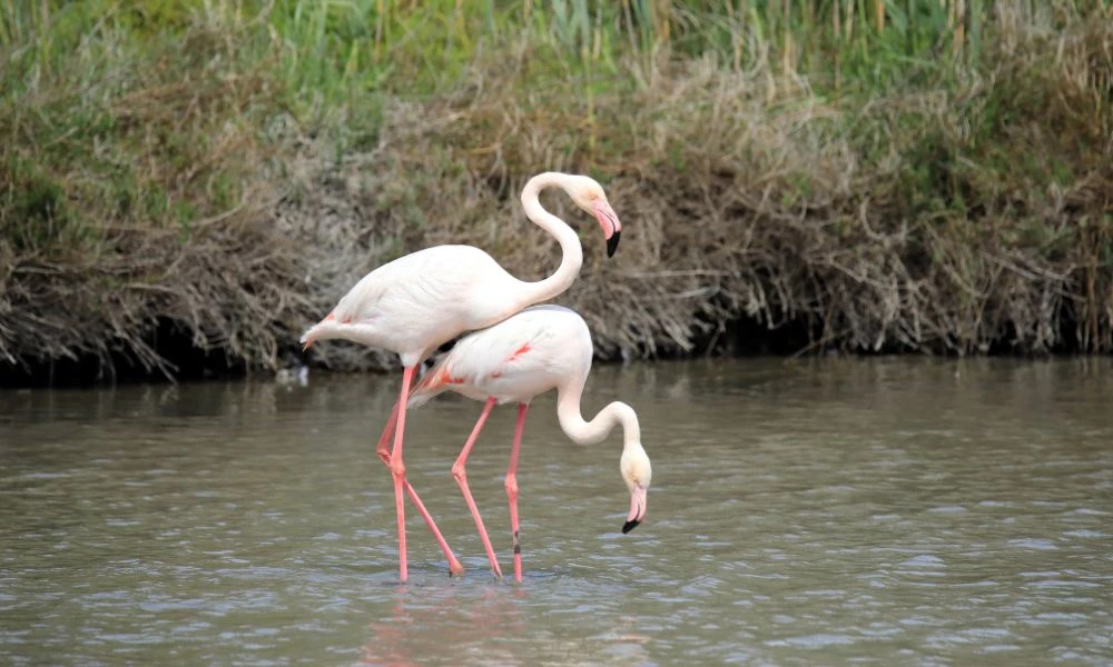 Flamencos en el agua.