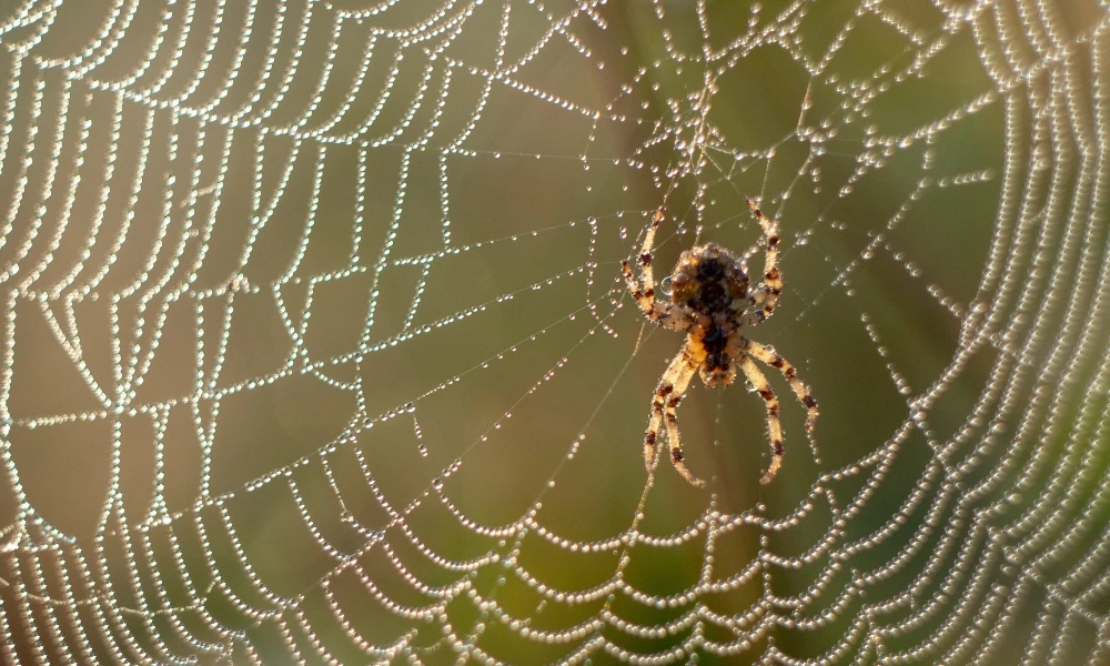 ¿De dónde sale la telaraña de las arañas?