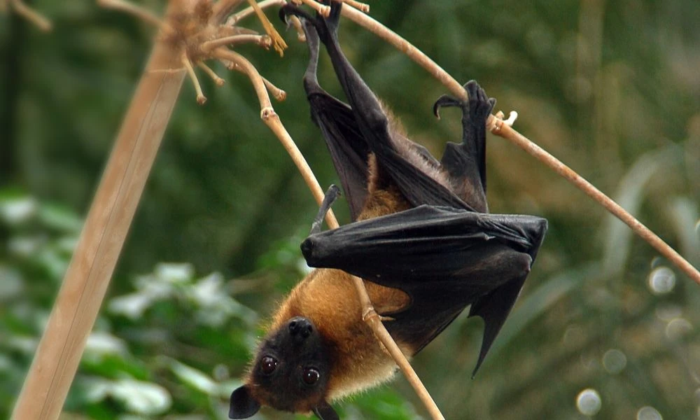Una especie de murciélagos.