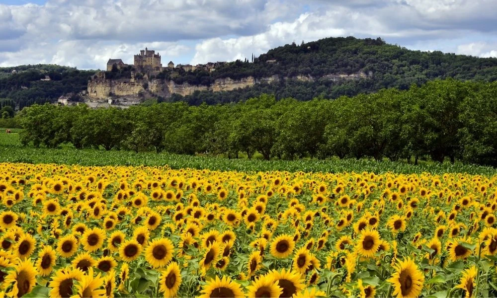 Girasoles en el campo.