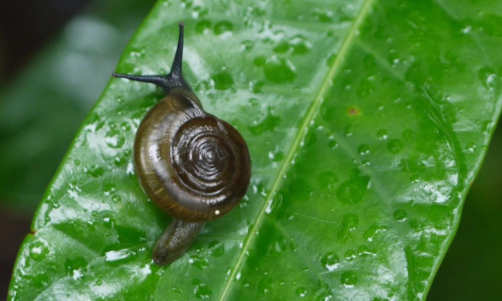 Movimiento de los caracoles.