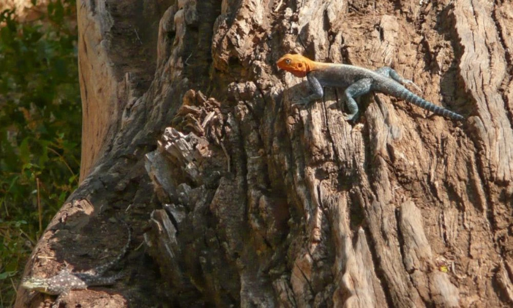 Lagartijas en un árbol.