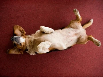 ¿Por qué los perros se ponen panza arriba?