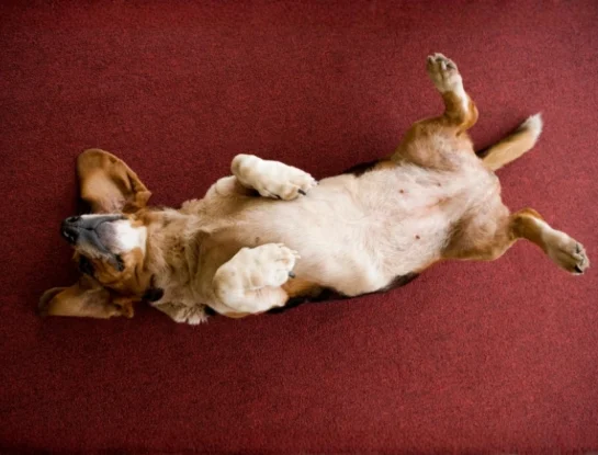 ¿Por qué los perros se ponen panza arriba?