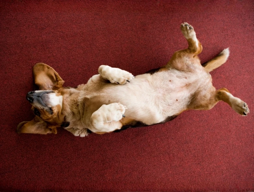 ¿Por qué los perros se ponen panza arriba?