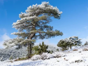nieve