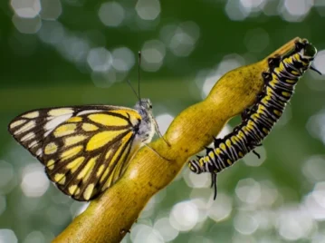 por qué las orugas se convierten en mariposa