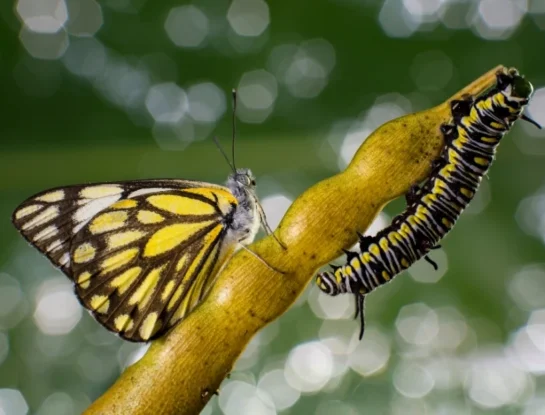¿Por qué las orugas se hacen mariposa?