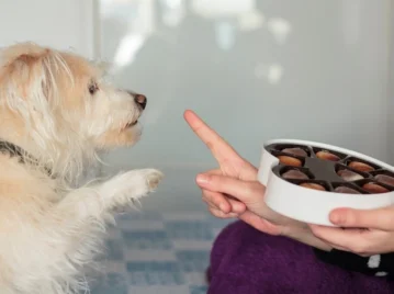 ¿Por qué los perros no pueden comer chocolate?