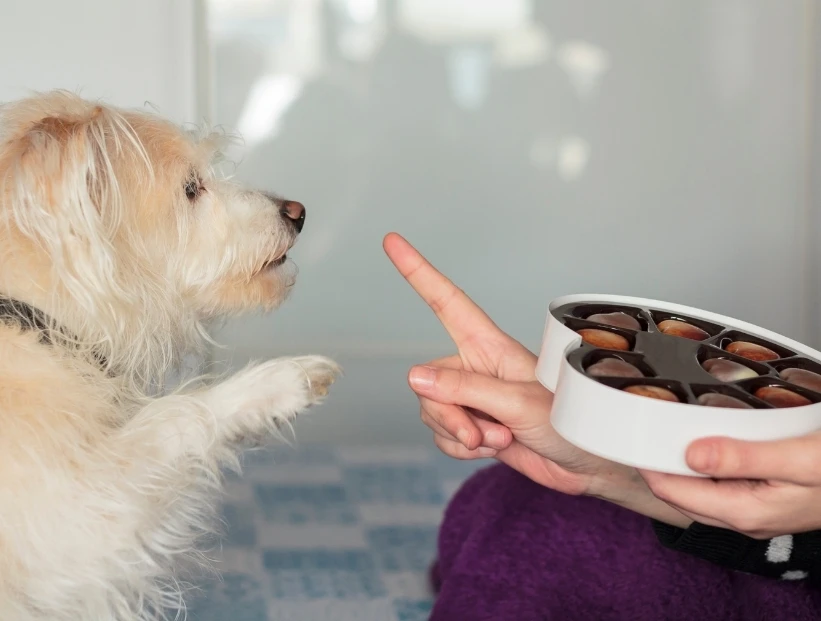 ¿Por qué los perros no pueden comer chocolate?