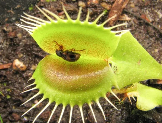 ¿Por qué algunas plantas son carnívoras y cómo se alimentan?