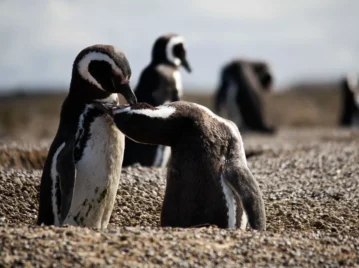 pinguinos